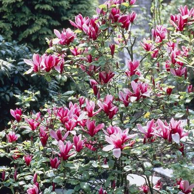 Магнолия Нигра фото