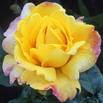 Роза Чайнатаун Роза Чайнатаун фото