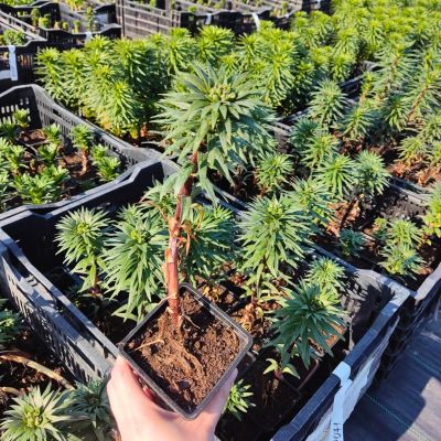 Лилия Ред Хайленд Лилия Ред Хайленд - Dolina-Sad.Ru