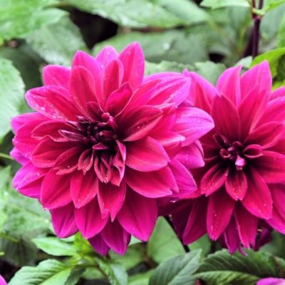 Георгина Конрвол Айленд Георгина Конрвол Айленд - Dolina-Sad.Ru