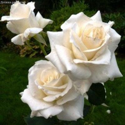 Роза Карен Бликсен Роза Карен Бликсен фото