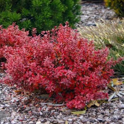 Барбарис тунберга Ред Хот Чили Барбарис тунберга Ред Хот Чили - Dolina-Sad.Ru