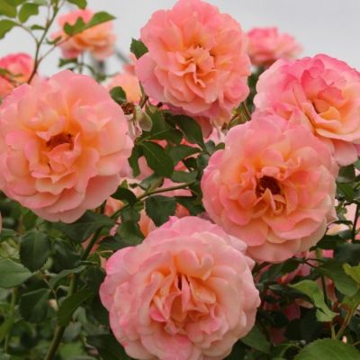 Роза Пич Мельба Роза Пич Мельба - Dolina-Sad.Ru