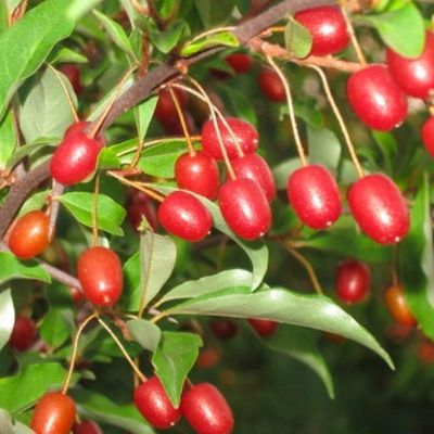 Гумми Монерон Гумми Монерон фото