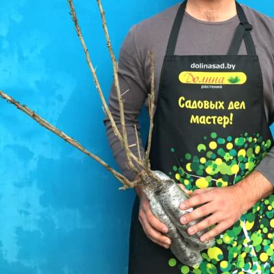 Микс черной смородины Микс черной смородины фото