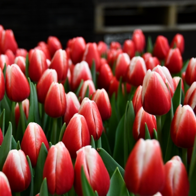 Тюльпан Таймлесс Тюльпан Таймлесс - Dolina-Sad.Ru