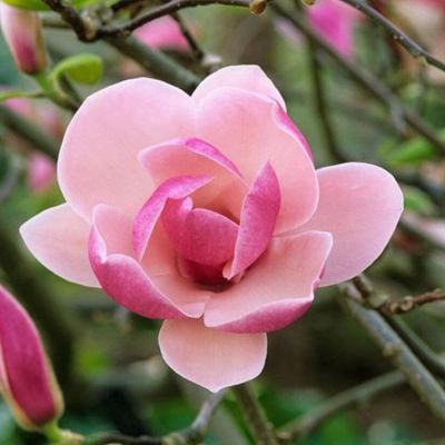 Магнолия Рустика Рубра Магнолия Рустика Рубра фото