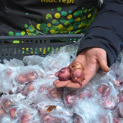 Гладиолус Спарклер Гладиолус Спарклер фото