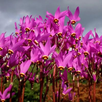 Додекатеон обыкновенный Додекатеон обыкновенный - Dolina-Sad.Ru