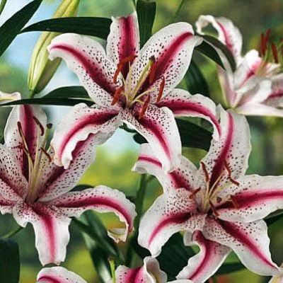 Лилия Диззи Лилия Диззи фото