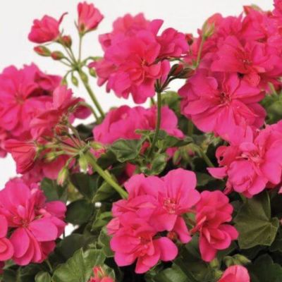 Пеларгония ампельная Санфлорис Пинк - Dolina-Sad.Ru
