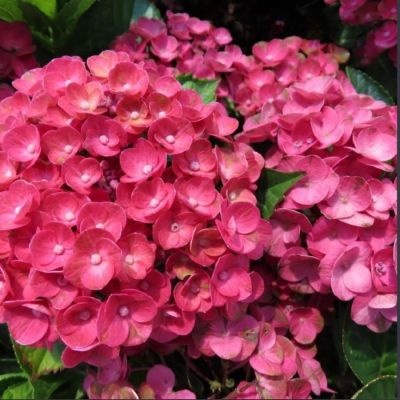 Гортензия крупнолистная Ребелион Феррари Лав Гортензия крупнолистная Ребелион Феррари Лав - Dolina-Sad.Ru