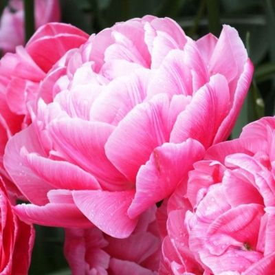 Тюльпан Авейрон фото