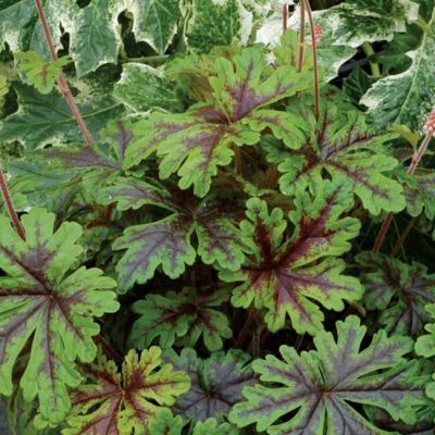 Гейхера Аппалачиан Трейл Гейхера Аппалачиан Трейл - Dolina-Sad.Ru