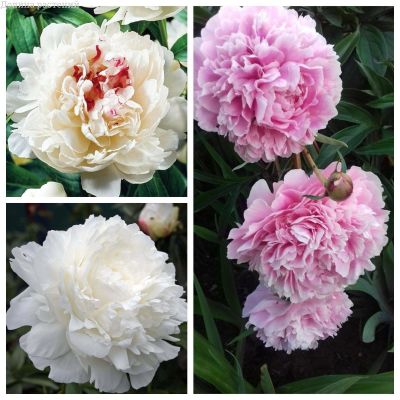 Пышное очарование Пышное очарование фото