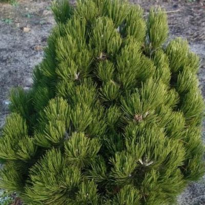 Сосна Белокорая Компакт Джем Сосна Белокорая Компакт Джем фото