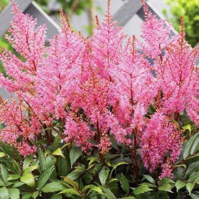 Астильба Смайл эт Ми Астильба Смайл эт Ми - Dolina-Sad.Ru