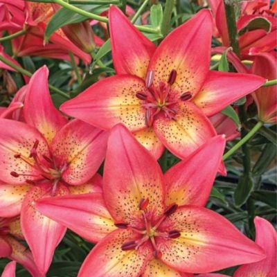 Лилия Трогон Лилия Трогон - Dolina-Sad.Ru