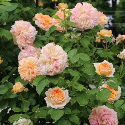 Роза Алхимик Роза Алхимик - Dolina-Sad.Ru