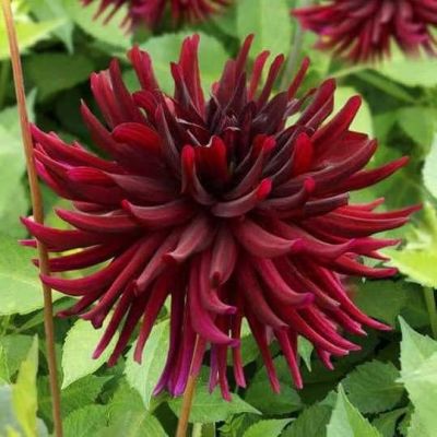 Георгина Нуи д Эте Георгина Нуи д Эте фото