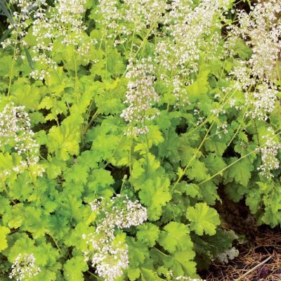 Гейхера Лайм Рики Гейхера Лайм Рики - Dolina-Sad.Ru