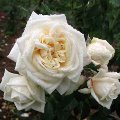 Роза Уайт Брокад Роза Уайт Брокад - Dolina-Sad.Ru