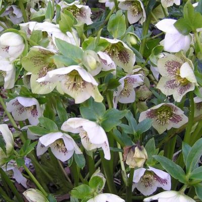 Морозник Вайт Споттед Морозник Вайт Споттед - Dolina-Sad.Ru