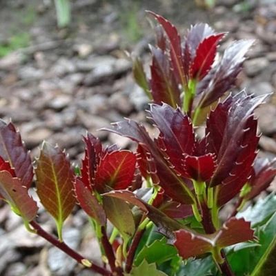 Падуб мезерва Хекенблау Падуб мезерва Хекенблау - Dolina-Sad.Ru