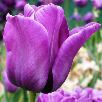 Тюльпан Блю Амэйбл Тюльпан Блю Амэйбл фото