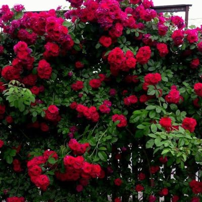 Роза Бельканто Роза Бельканто - Dolina-Sad.Ru