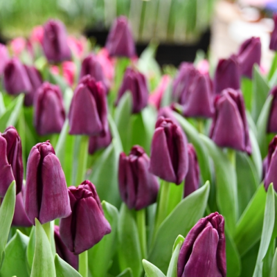 Тюльпан Сайгон Тюльпан Сайгон - Dolina-Sad.Ru