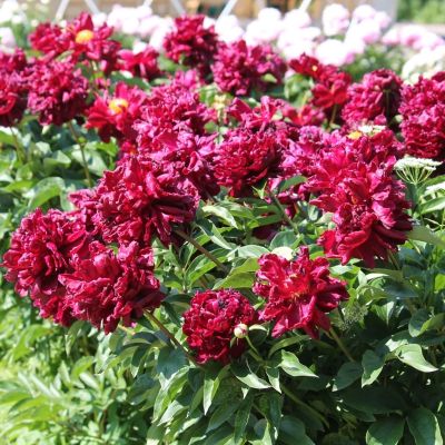 Пион Месье Мартин Каюзак Пион Месье Мартин Каюзак - Dolina-Sad.Ru