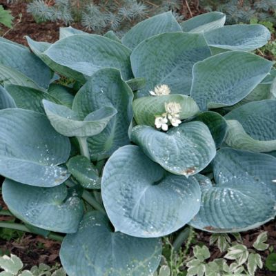 Хоста Абиква Дринкинг Гуард , C2 Хоста Абиква Дринкинг Гуард , C2 фото