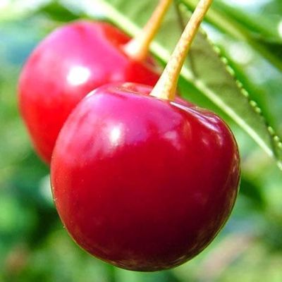 Вишня Зарянка Вишня Зарянка фото