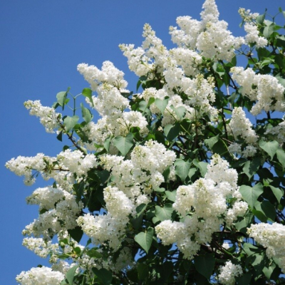 Сирень обыкновенная Мадам Флорен Степман Сирень обыкновенная Мадам Флорен Степман фото