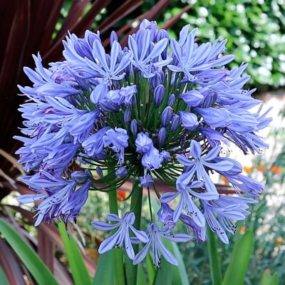 Агапантус зонтичный Агапантус зонтичный - Dolina-Sad.Ru