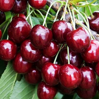 Черешня Регина фото