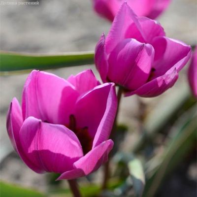 Тюльпан Хелен Тюльпан Хелен фото