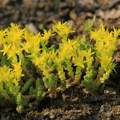 Седум едкий фото