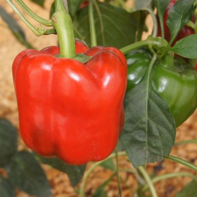 Перец Аристотель F1(Aristotle X3R), (Seminis/Голландия) Перец Аристотель F1(Aristotle X3R), (Seminis/Голландия) фото