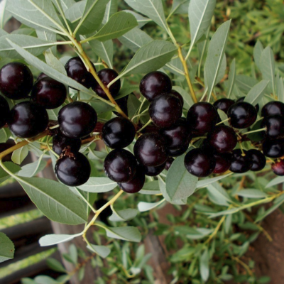 Вишня Блек Бьюти Вишня Блек Бьюти - Dolina-Sad.Ru