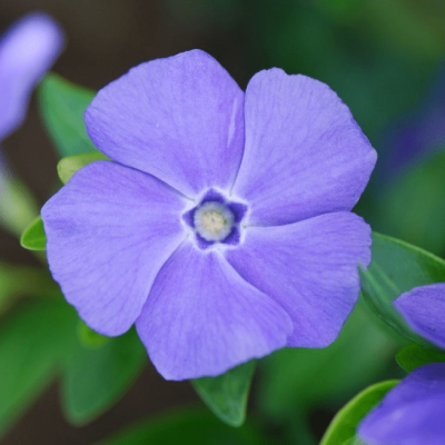 Барвинок малый Боулз Вэрайети , P9 Барвинок малый Боулз Вэрайети , P9 фото