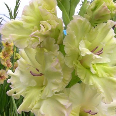 Гладиолус Алисия Гладиолус Алисия - Dolina-Sad.Ru