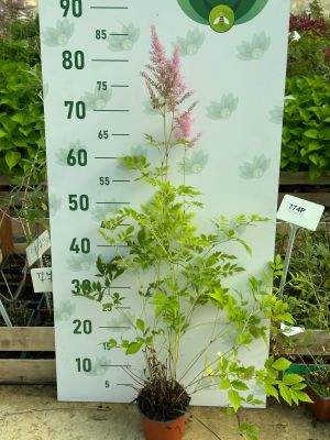 Астильба Арендса Каттлея , P9 фото