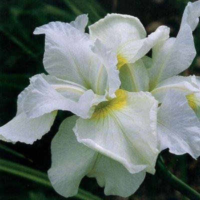 Ирис Харпсвелл Хэпинес Ирис Харпсвелл Хэпинес - Dolina-Sad.Ru