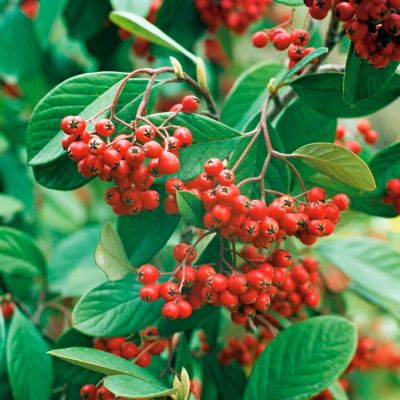 Кизильник млечный Кизильник млечный - Dolina-Sad.Ru