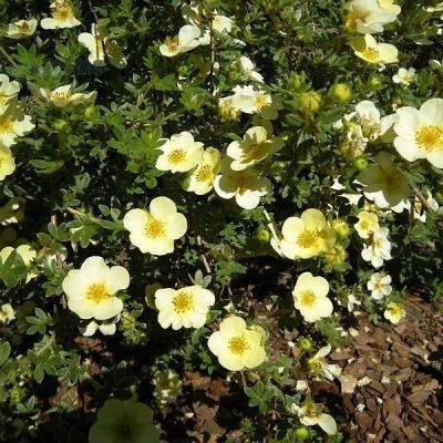 Лапчатка Примроуз Бьюти Лапчатка Примроуз Бьюти - Dolina-Sad.Ru