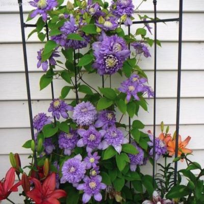 Клематис Блю Лайт Клематис Блю Лайт фото