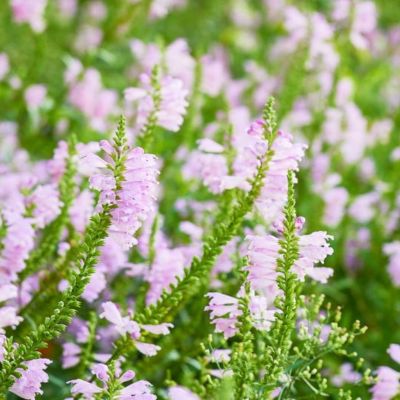 Физостегия виргинская Розеа - Dolina-Sad.Ru