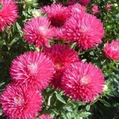 Астра Зарево,карликовая кармин Астра Зарево,карликовая кармин фото